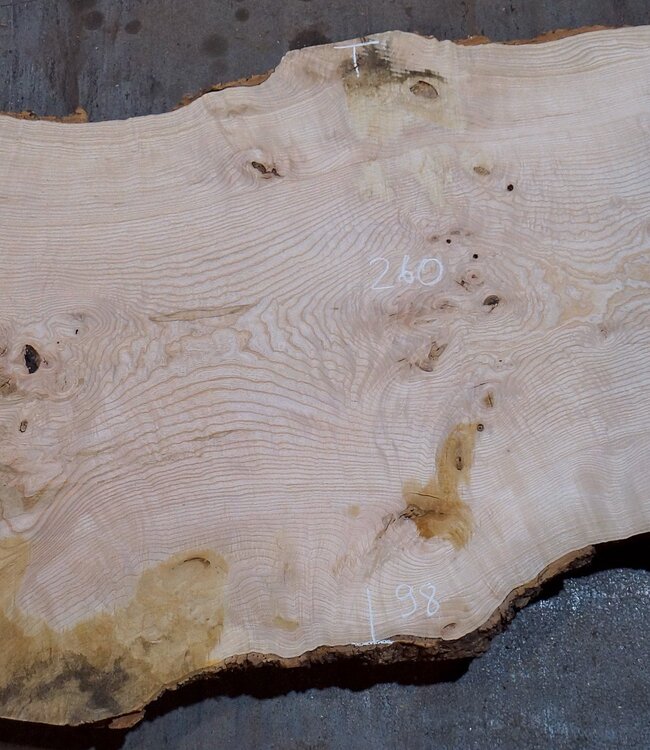 Esche Maser Tischplatte, ca. 2600 x 1000/980/720 x 40-48 mm, 13517