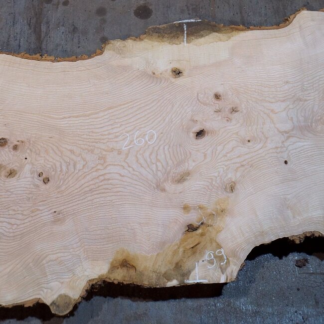 Ash burl table top, approx. 2600 x 990/990/680 x 40-48 mm, 13518