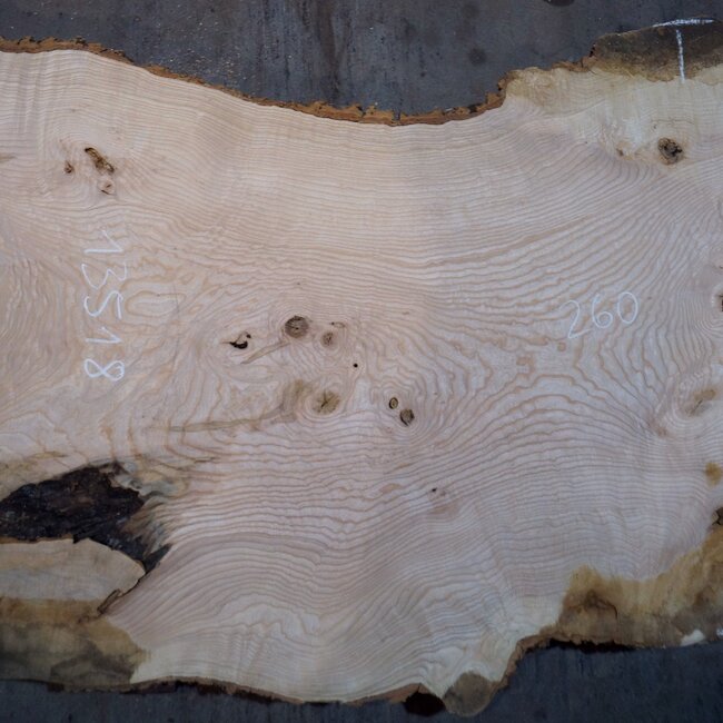 Ash burl table top, approx. 2600 x 990/990/680 x 40-48 mm, 13518