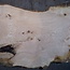 Ash burl table top, approx. 2600 x 990/990/680 x 40-48 mm, 13518