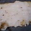 Ash burl table top, approx. 2600 x 990/990/680 x 40-48 mm, 13518