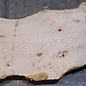 Ash burl table top, approx. 2600 x 990/930/640 x 40-48 mm, 13519