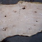 Ash burl table top, approx. 2600 x 990/930/640 x 40-48 mm, 13519