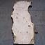 Ash burl table top, approx. 2600 x 990/930/640 x 40-48 mm, 13519
