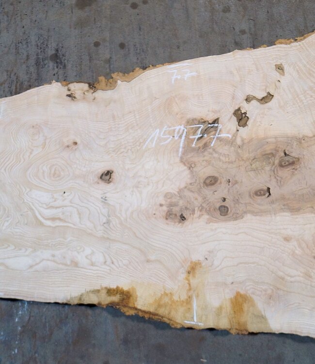 Esche Maser Tischplatte, ca. 1500 x 770/910/580 x 52 mm, 13521