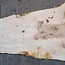 Ash Burl table top, approx. 1500 x 770/910/580 x 52 mm, 13521