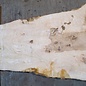 Ash Burl table top, approx. 1500 x 770/910/580 x 52 mm, 13521