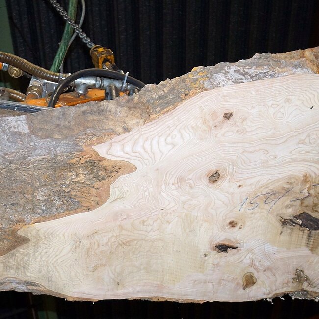 Ash Burl table top, approx. 1500 x 770/910/580 x 52 mm, 13521