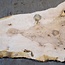 Ash Burl table top, approx. 2000 x 780/560/1190 x 52 mm, 13522