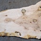 Ash Burl table top, approx. 2000 x 780/560/1190 x 52 mm, 13522