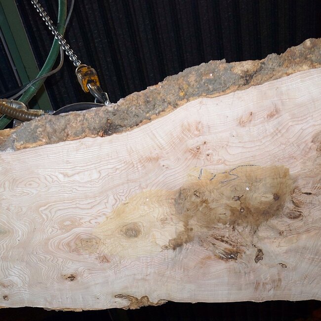 Esche Maser Tischplatte, ca. 2000 x 780/560/1190 x 52 mm, 13522