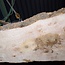 Ash Burl table top, approx. 2000 x 780/560/1190 x 52 mm, 13522