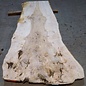 Ash Burl table top, approx. 2000 x 830/650/12500 x 52 mm, 13524