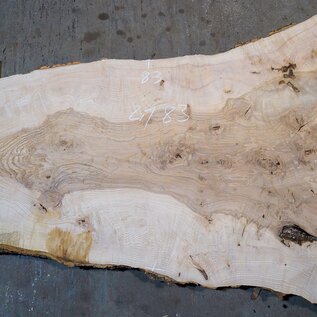 Ash Burl table top, approx. 2000 x 830/650/12500 x 52 mm, 13524
