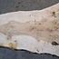 Ash Burl table top, approx. 2000 x 830/650/12500 x 52 mm, 13524