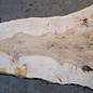 Ash Burl table top, approx. 2000 x 830/650/12500 x 52 mm, 13524