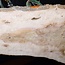 Ash Burl table top, approx. 2000 x 830/650/1250 x 52 mm, 13524
