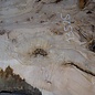 Ash Burl table top, approx. 2000 x 830/710/1250 x 52 mm, 13525