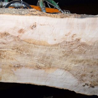 Ash Burl table top, approx. 2000 x 830/710/1250 x 52 mm, 13525