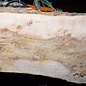 Ash Burl table top, approx. 2000 x 830/710/1250 x 52 mm, 13525