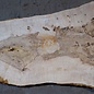 Ash Burl table top, approx. 2000 x 890/740/1190 x 52 mm, 13526