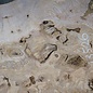 Ash Burl table top, approx. 2000 x 890/740/1190 x 52 mm, 13526