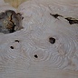 Ash Burl table top, approx. 2000 x 460/460/710 x 52 mm, 13528