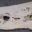 Ash Burl table top, approx. 2000 x 840/690/1030 x 52 mm, 13529