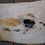 Esche Maser Tischplatte, ca. 2000 x 840/690/1030 x 52 mm, 13529