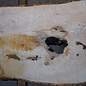Ash Burl table top, approx. 2000 x 840/690/1030 x 52 mm, 13529