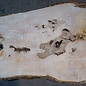 Ash Burl table top, approx. 2000 x 840/690/1030 x 52 mm, 13529