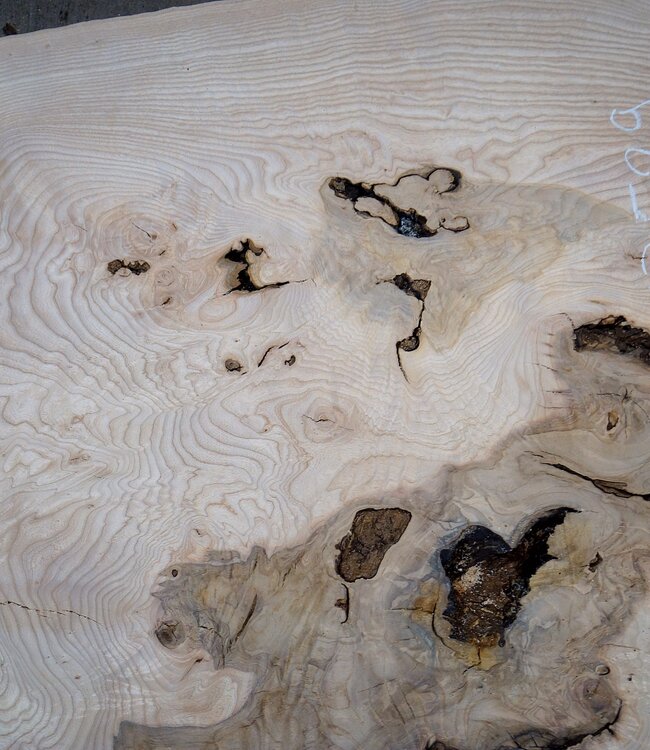 Esche Maser Tischplatte, ca. 2000 x 840/690/1030 x 52 mm, 13529