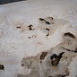 Ash Burl table top, approx. 2000 x 840/690/1030 x 52 mm, 13529