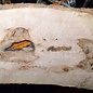 Ash Burl table top, approx. 2000 x 840/690/1030 x 52 mm, 13529