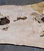 Ash Burl table top, approx. 2000 x 790/690/920 x 52 mm, 13530