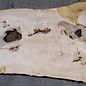 Ash Burl table top, approx. 2000 x 790/690/920 x 52 mm, 13530