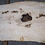 Ash Burl table top, approx. 2000 x 790/690/920 x 52 mm, 13530