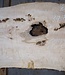 Ash Burl table top, approx. 2000 x 790/690/920 x 52 mm, 13530