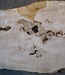 Ash Burl table top, approx. 2000 x 790/690/920 x 52 mm, 13530