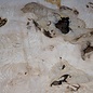Ash Burl table top, approx. 2000 x 790/690/920 x 52 mm, 13530