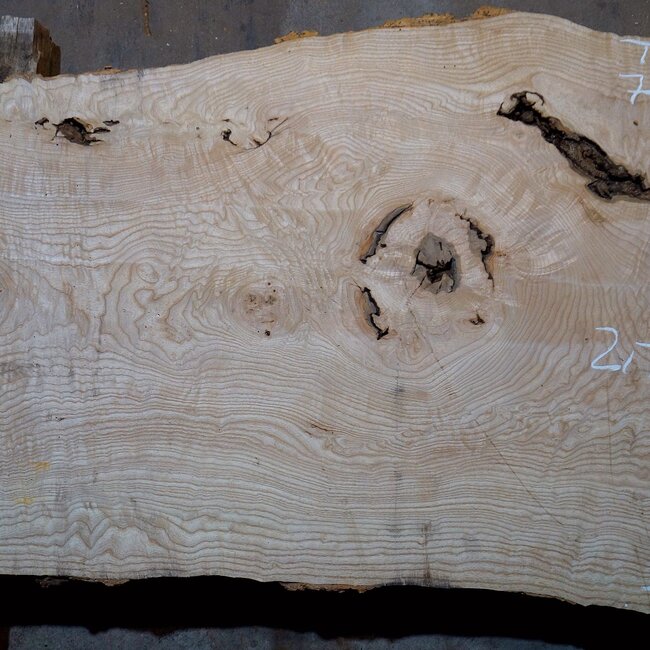 Ash Burl table top, approx. 2000 x 700/590/860 x 52 mm, 13531