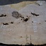 Ash Burl table top, approx. 2000 x 700/590/860 x 52 mm, 13531