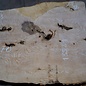 Ash Burl table top, approx. 2000 x 700/590/860 x 52 mm, 13531