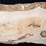 Ash Burl table top, approx. 2000 x 700/590/860 x 52 mm, 13531