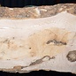 Ash Burl table top, approx. 2000 x 700/590/860 x 52 mm, 13531