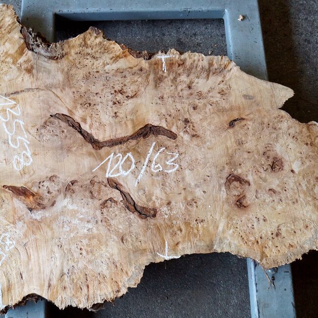 Poplar burl slab, approx. 1200 x 630/980 x 65 mm, 13558