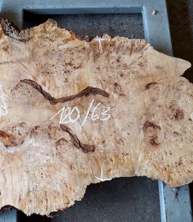 Pappel Maser Tischplatte, ca. 1200 x 630/980 x 65 mm, 13558