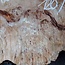 Poplar burl slab, approx. 1200 x 630/980 x 65 mm, 13558