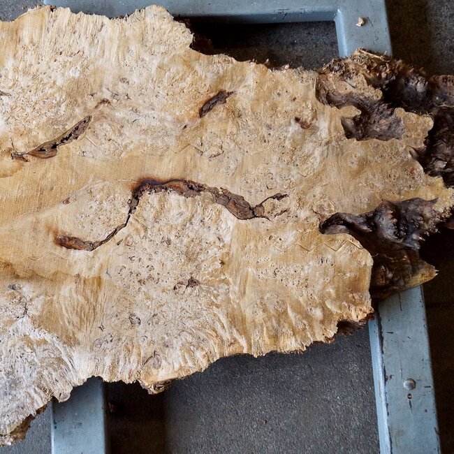 Pappel Maser Tischplatte, ca. 1200 x 630/980 x 65 mm, 13558