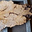 Poplar burl slab, approx. 1200 x 630/980 x 65 mm, 13558